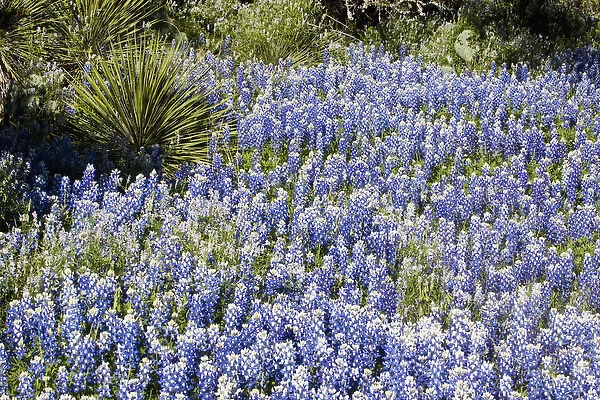 Texas, USA, North America. Bluebonnets (Lupinus texensis) Surrounding a Yucca Shrub