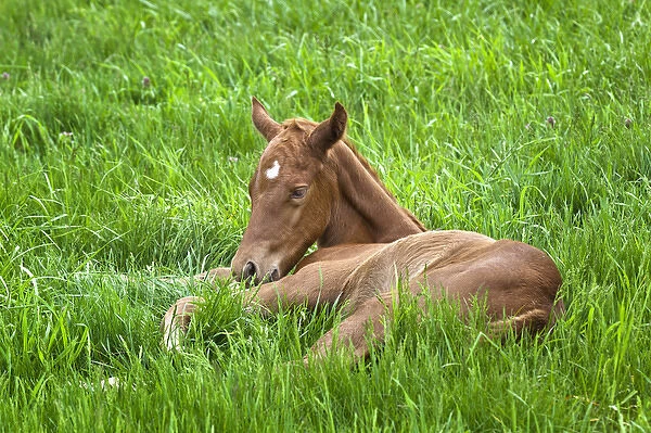 Thoroughbred foal lying in grass, Donamire Horse Farm, Lexington, Kentucky