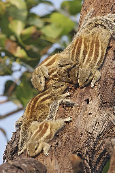 Threestriped Palm Squirrels cuddled together, Keoladeo National Park, India