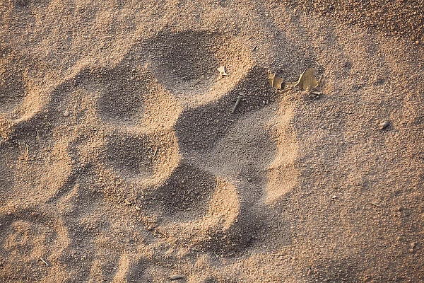 Tiger track, Bandhavgarh National Park, India