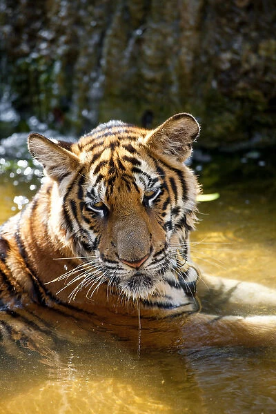 Tiger in water, Indochinese tiger or Corbetts tiger (Panthera tigris corbetti)