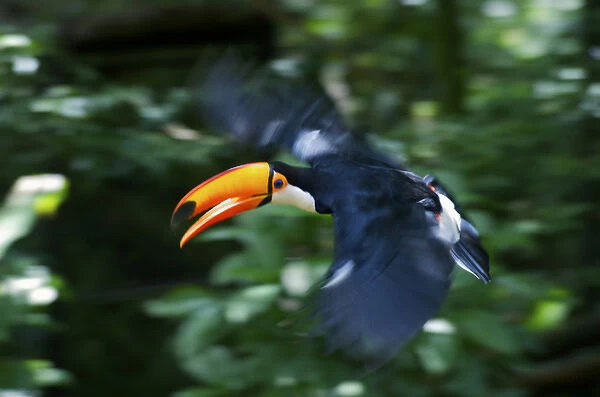 Toco Toucan (Ramphastos toco) flying through the rainforest, Brazil. Is the largest