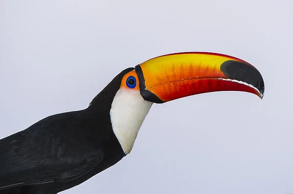 Toco Toucan (Ramphastos toco), Northern Pantanal, Mato Grosso, Brazil