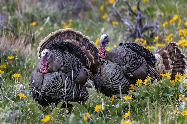 Tom turkeys in breeding plumage in Great Basin National Park, Nevada, USA