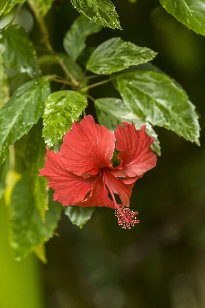 Tortuguero, Costa Rica. Red hibiscus flower growing wild