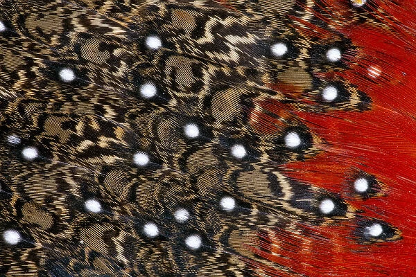 Tragopan feathers and spots of white