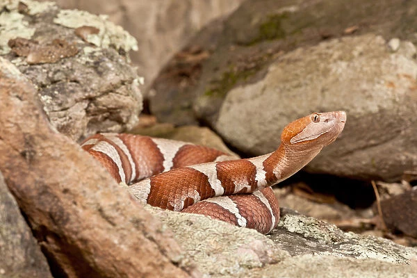 Trans-pecos Copperhead, Agkistrodon contortrix pictagaster, Native to Western Texas
