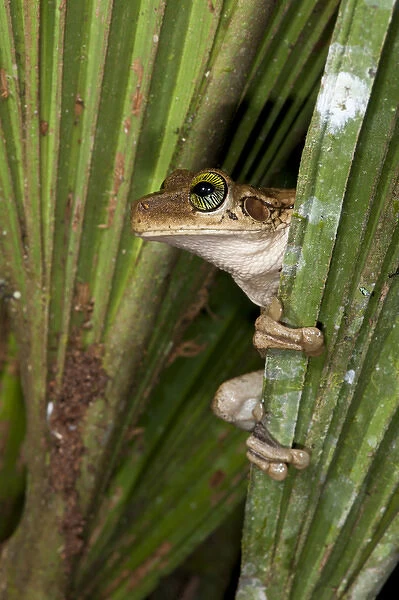 Tree Frog (Osteocephalus taurinus), Yasuni National Park, Amazon Rainforest, ECUADOR