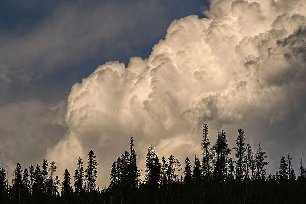 Trees silhouetted against cumulus cloud, Yellowstone National Park, Wyoming