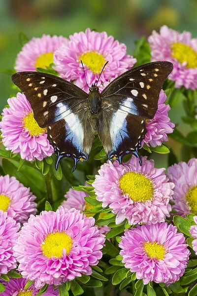 Tropical butterfly, Polyura cognatus, on pink flowering mums