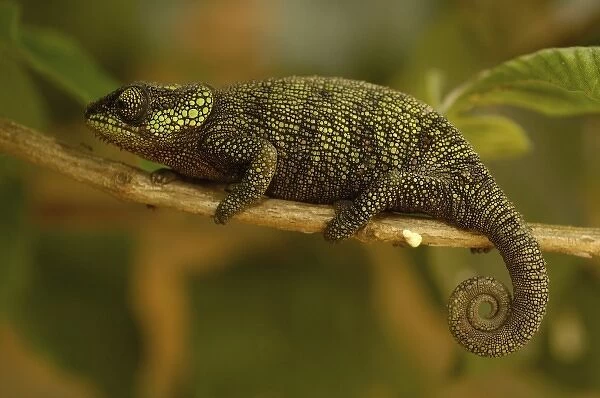 True Chameleon (Calumma hilleniusi). Madagascar, Africa