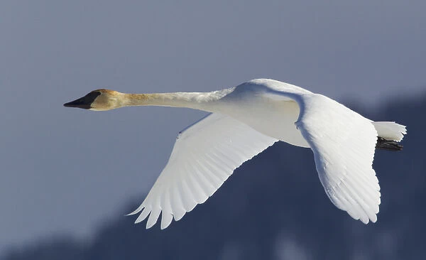 Trumpeter Swan; Winter Flight