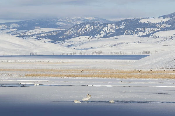 Trumpeter Swans & Elk;Winter Landscape