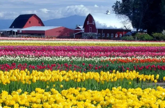 Framed Print : Tulip Display Field Print Framed Print : Tulip Display Field Print