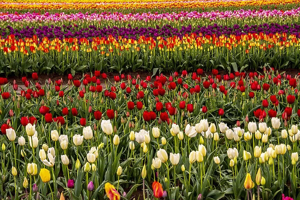 Tulip field, Tulip Festival, Woodburn, Oregon, USA. Colorful, Tulip field in bloom