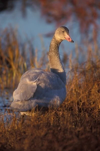 Tundra Swan or Whistling swan nesting, 1002 coastal plain, Arctic National Wildlife Refuge