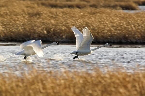 Tundra Swans prepare for flight at Freezeout Lake NWR in Montana