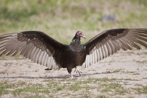 Turkey Vulture (Cathartes Aura) warming