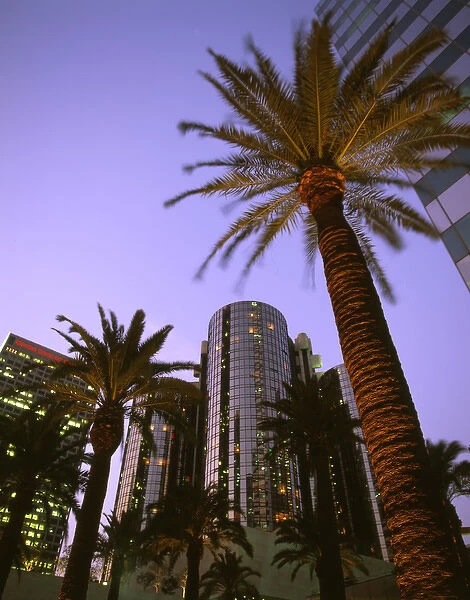 U. S. A. California, Los Angeles Downtown area, palms and Bonaventure Hotel