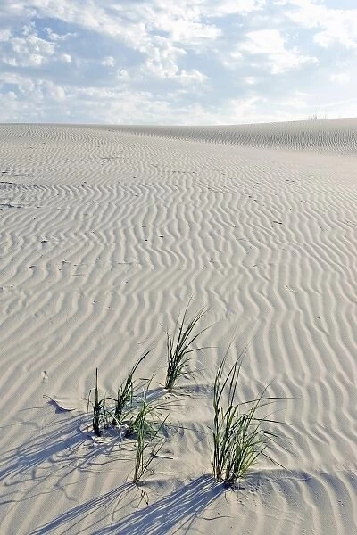 U. S. A. Texas. Monahans Sandhills State Park in the Big Bend area of Texas, situated