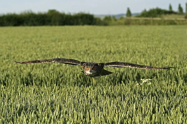 UK, Gloucestershire. Eagle Owl flying over field of barley