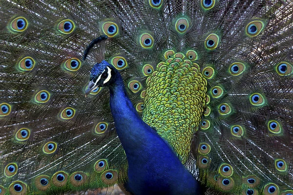 United States, Washington, Olympic Peninsula, Male Peacock