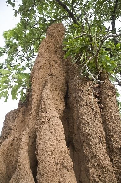 Unknown. Africa, West Africa, Ghana, Wa. Close-up shot of termite tower in woods