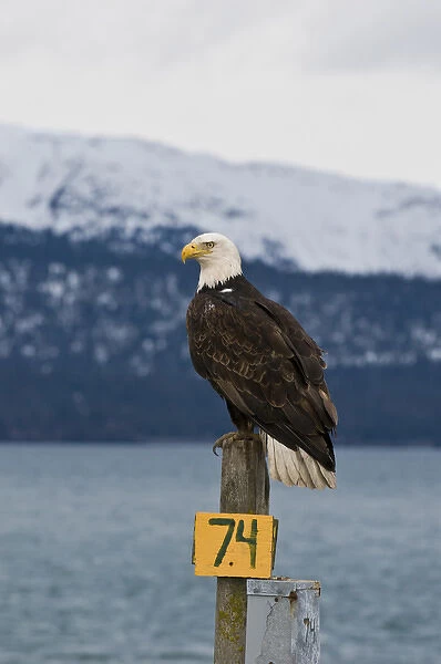 US, AK, Homer. Bald Eagle perches on RV hookup, Kachemak Bay beyond