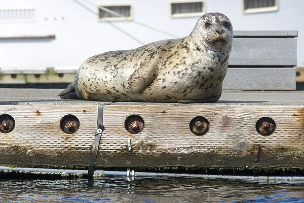 US, WA, Poulsbo. harbor seal haul out on dock. Acclimated to boat traffic