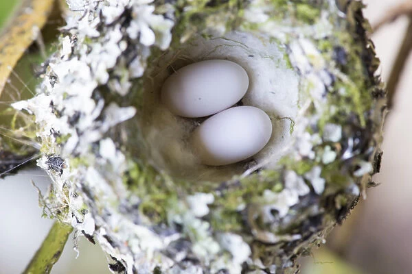US, WA, Rufous Hummingbird (Selasphorus rufus) nest with eggs. female lines nest with spider silk