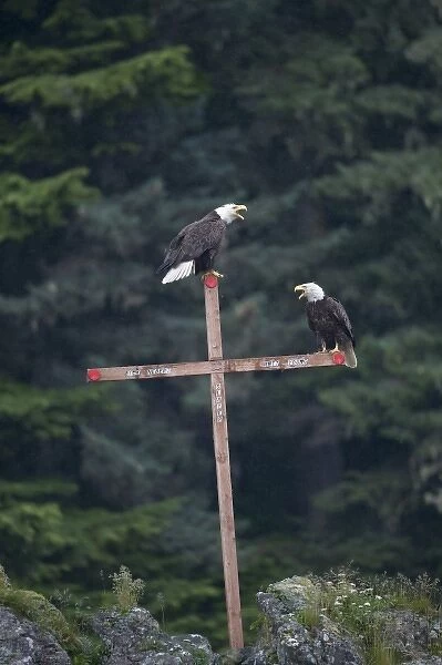 USA, Alaska, Angoon, Bald Eagles (Haliaeetus leucocephalus) resting on cross memorial