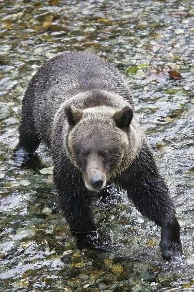 USA. Alaska. A brown bear crosses Fish Creek near Stewart, Alaska in search of salmon