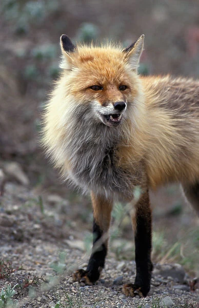 USA, Alaska, Denali National Park, Red Fox (Vulpes vulpes) standing at edge of dirt
