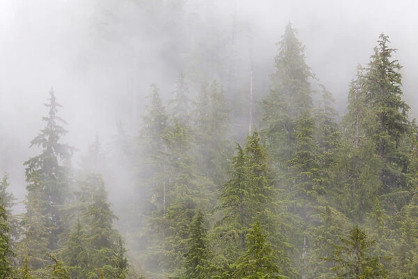 USA, Alaska. Fog in spruce and hemlock forest near Martin Creek