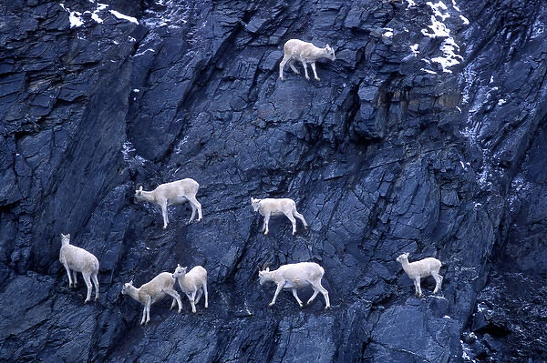 USA, Alaska, Herd of Dalls sheep (Ovis dalli) on steep cliff at Atigun Pass