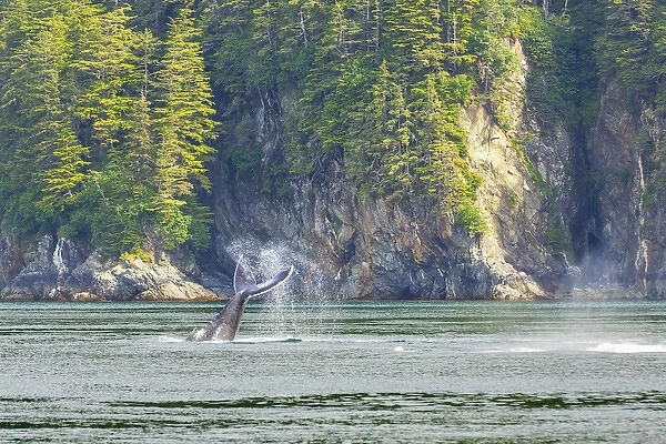 USA, Alaska. Humpback whale tail lobbing. Credit as: Don Paulson  /  Jaynes Gallery  /  DanitaDelimont