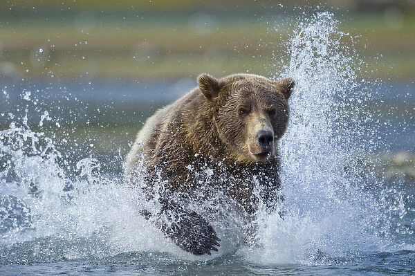 USA, Alaska, Katmai National Park, Grizzly Bear (Ursus arctos) runs while chasing