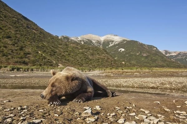 USA, Alaska, Katmai National Park, Grizzly Bear (Ursus arctos) resting on tidal flats