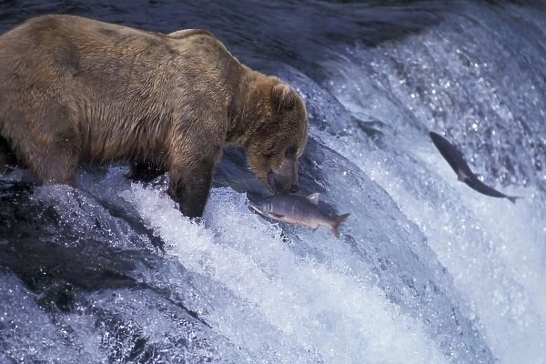 USA, Alaska, Katmai National Park, Brooks Falls. Alaskan Brown Bear feeding on spawning