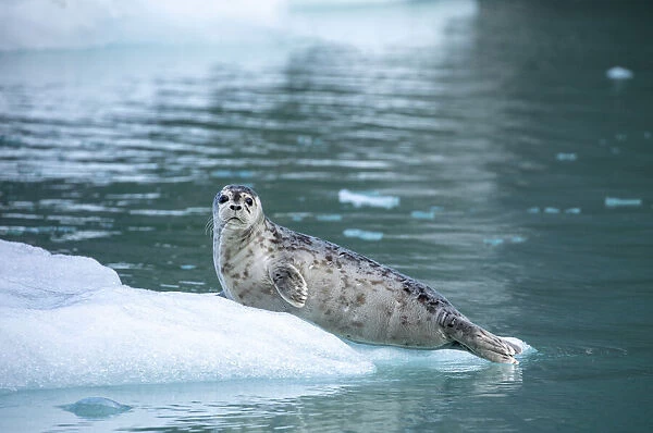 USA, Alaska, Leconte Bay, Harbor Seal pup resting on iceberg calved from LeConte Glacier