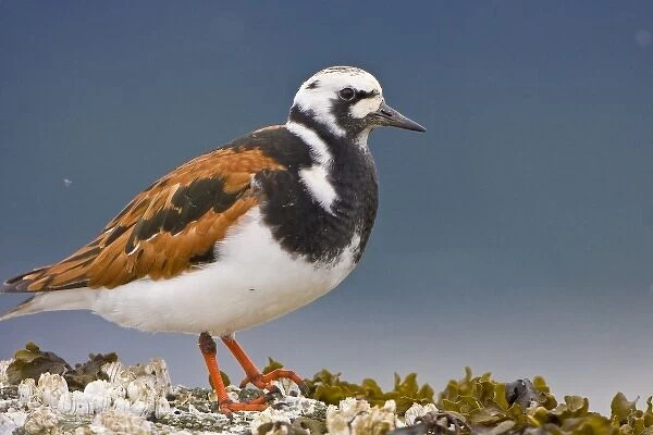 USA, Alaska, Ruddy Turnstone, breeding plumage