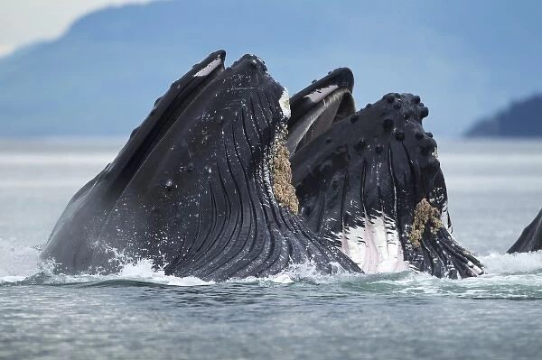 USA, Alaska, Tongass National Forest, Humpback Whales (Megaptera novaengliae) lunge