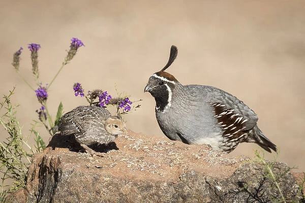 USA, Arizona, Amado. Male Gambels quail with chick
