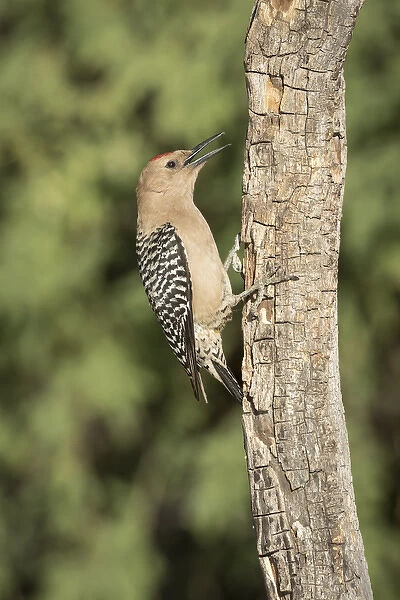 USA, Arizona, Amado. Male gila woodpecker on dead tree trunk