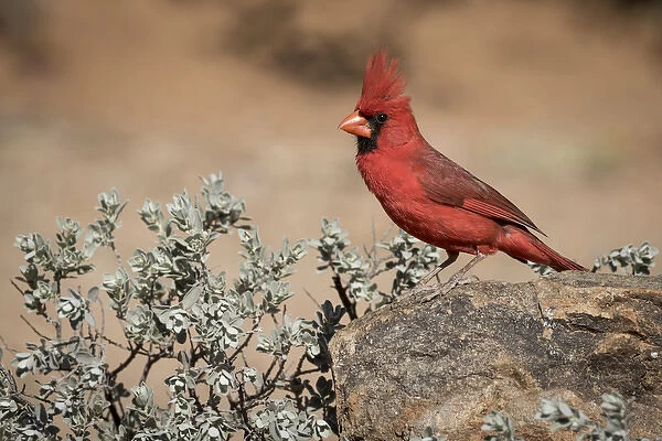 USA, Arizona, Amado. Male northern cardinal on rock