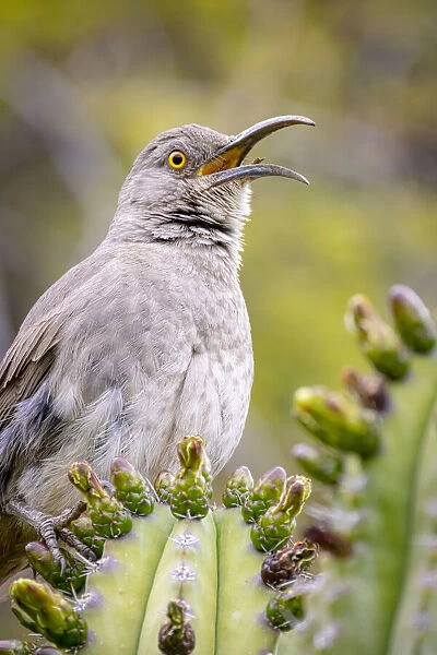 USA, Arizona, Catalina. Adult male curved-bill thrasher bird calling