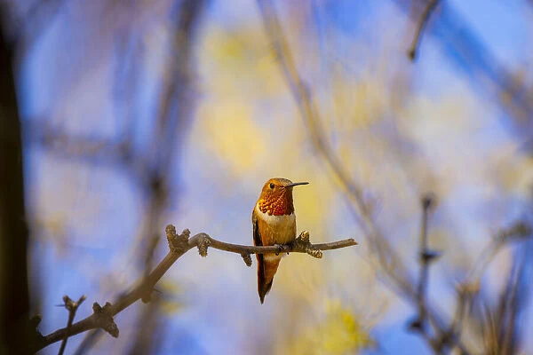 USA, Arizona, Catalina. Adult male rufous hummingbird on limb
