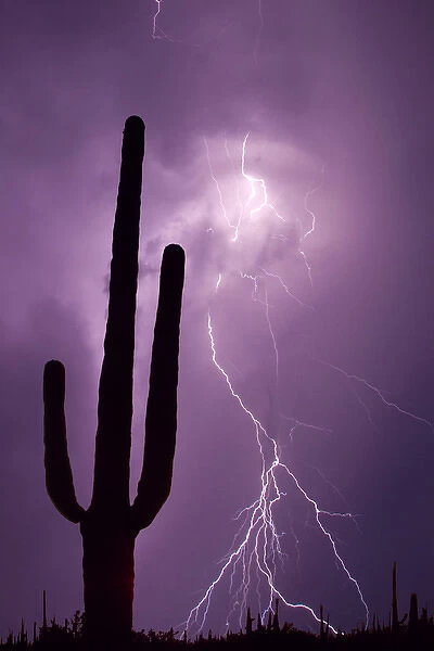 USA, Arizona. Composite of saguaro cactus and lightning