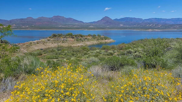 USA, Arizona. Flowers on scenic Theodore Roosevelt Lake on the Salt River