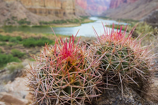 Usa, Arizona, Grand Canyon National Park. Barrel Cactus and Colorado River